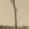 Aborigine climbing tree, courtesy of National Library of Australia